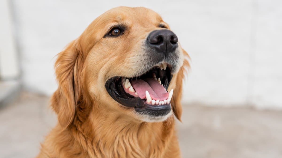 How Many Teeth Do Dogs Have? Puppy & Adult Dog Teeth Explained