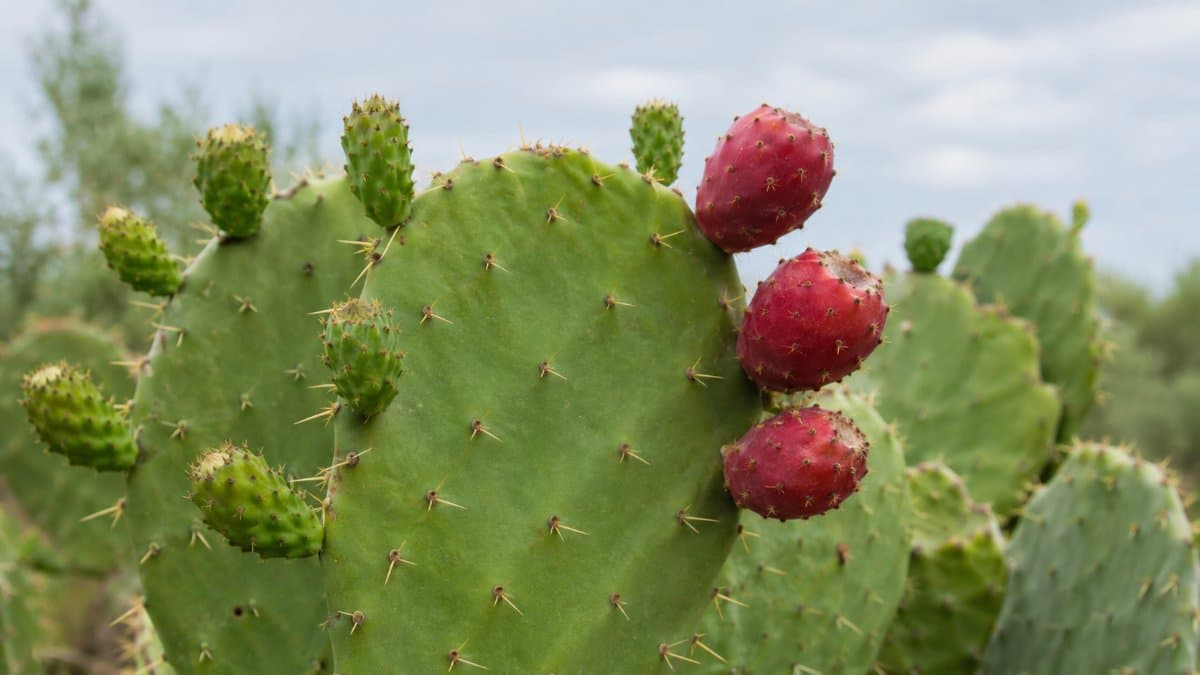 How to Eat a Cactus Pear: A Complete Step-by-Step Guide