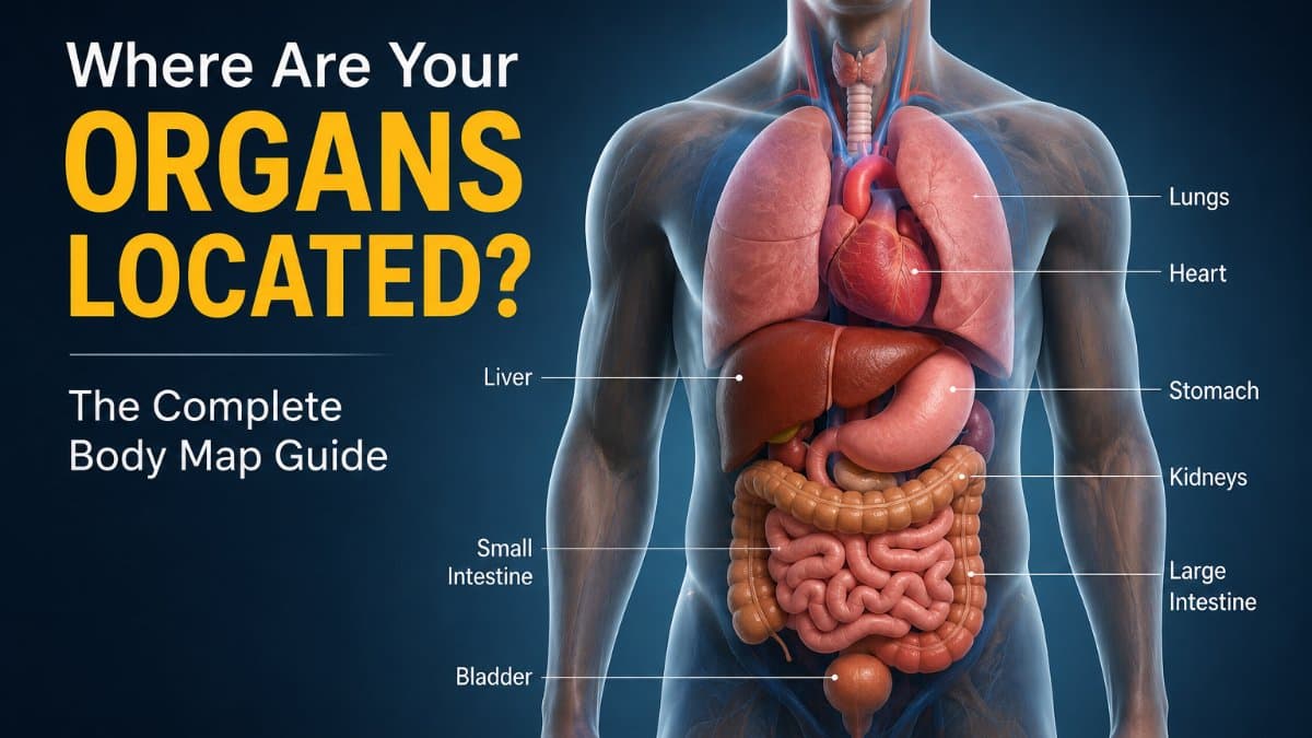 Where Are Your Organs Located? The Complete Body Map Guide