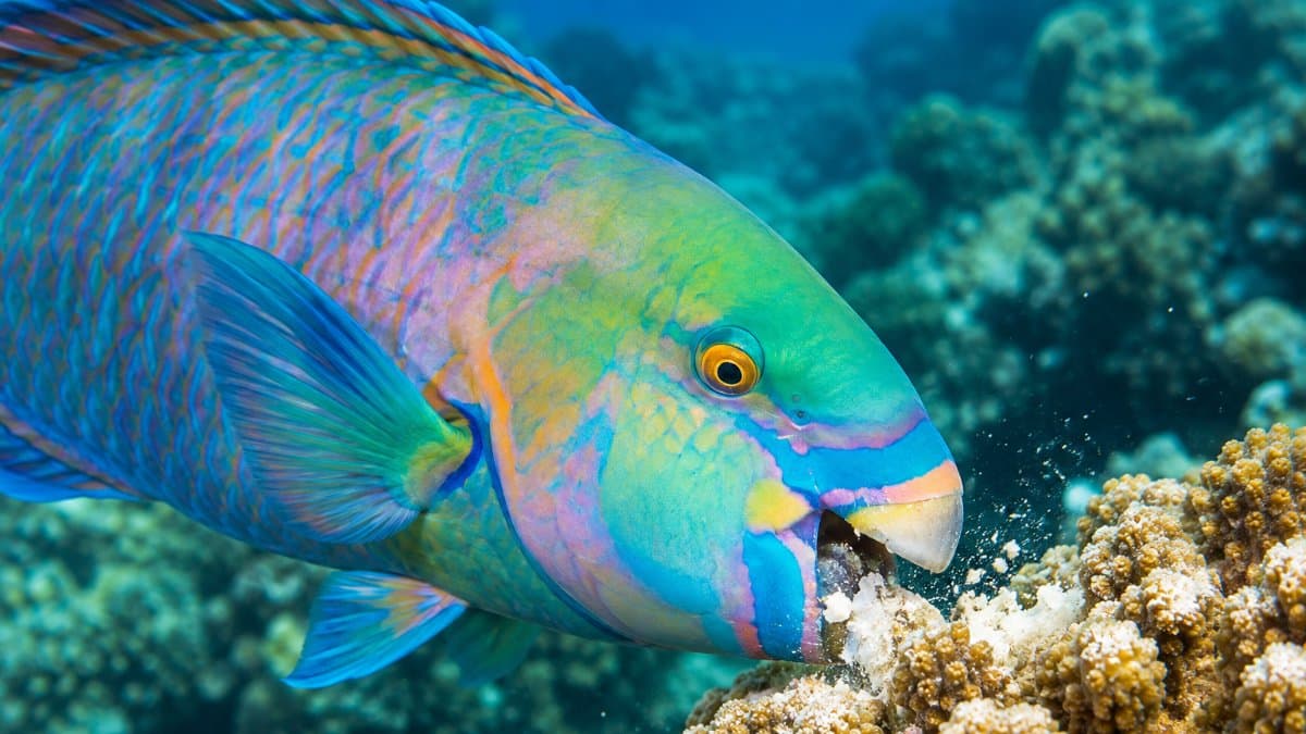 What Do Parrotfish Eat? Complete Guide to Their Coral & Algae Diet