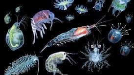 Meet Daphnia: The Tiny Water Flea That Keeps Freshwater Ecosystems Alive