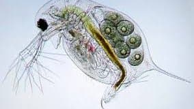 Why Scientists Call Daphnia the "Canary in the Coal Mine" of Freshwater Ecosystems