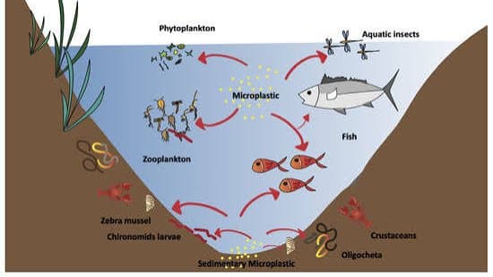 Invisible Victims: How Pesticides Affect Freshwater Microfauna