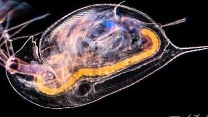 Can Water Remember Pollution? What Daphnia Tells Us About Hidden Toxicity