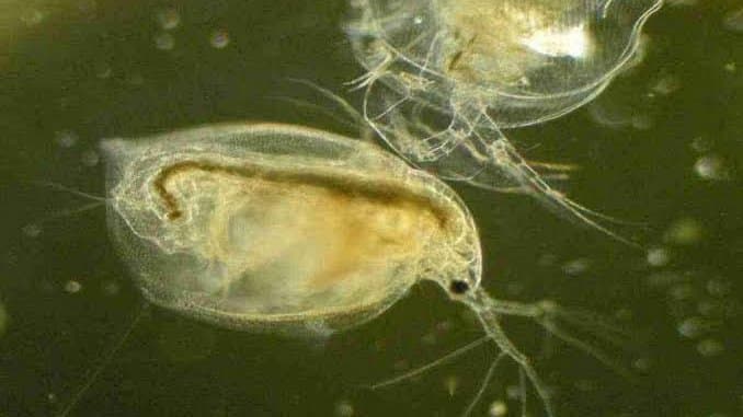 Daphnia's Hidden World: How the Water Flea Lives, Moves, and Feeds