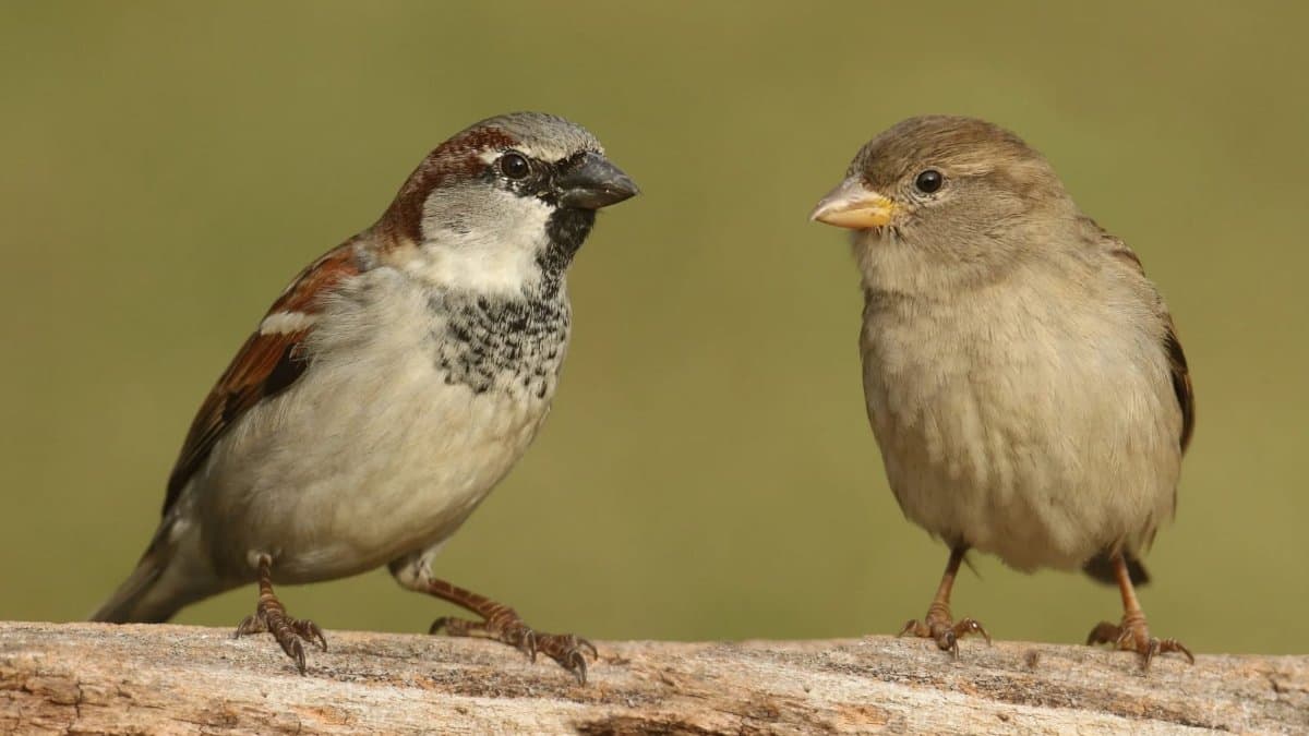 The Sparrow That Stayed: How house sparrows are resisting the unprecedented urbanization.