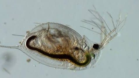 How Can Daphnia Behavior Reveal Hidden Water Pollution?