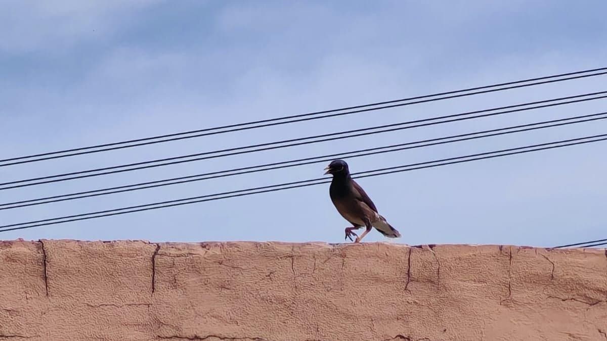 Plastic Nests and Concrete Skies: The Cities We’re Building Are Quietly Killing Urban Birds.