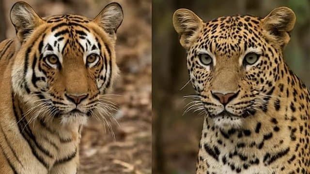 When a Leopard wears a Tiger’s name: How a Single Word Can Undo Years of Conservation.