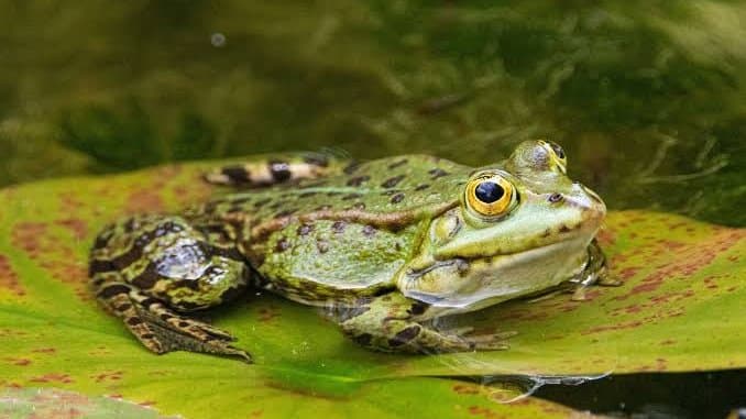 If the Frogs Go Silent, Nature Is Sending Us a Warning