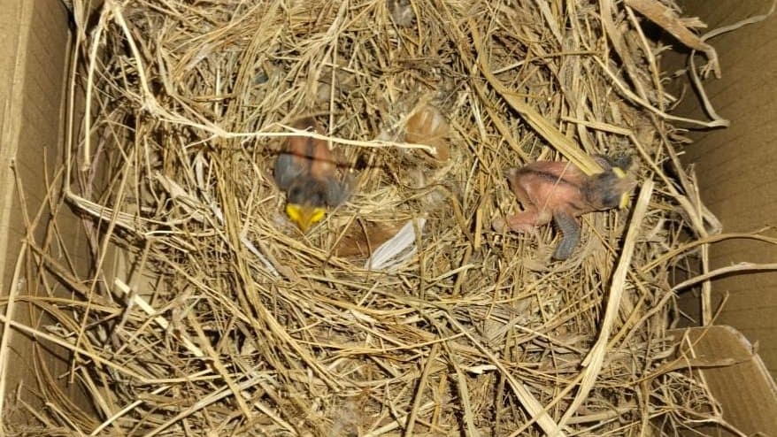Why every bird’s nest deserves our attention, The Small Architecture of Survival.