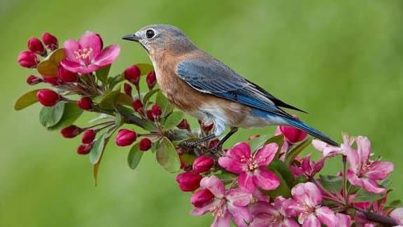 A Garden Is More Than Green: How Small Spaces Can Become Bird Habitat