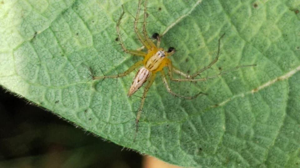 What small creatures taught me about the hidden life of Punjab's farms, forests, cities, and grasslands