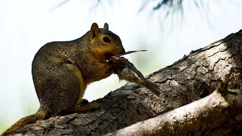Do Squirrels Eat Birds? The Surprising Truth Explained