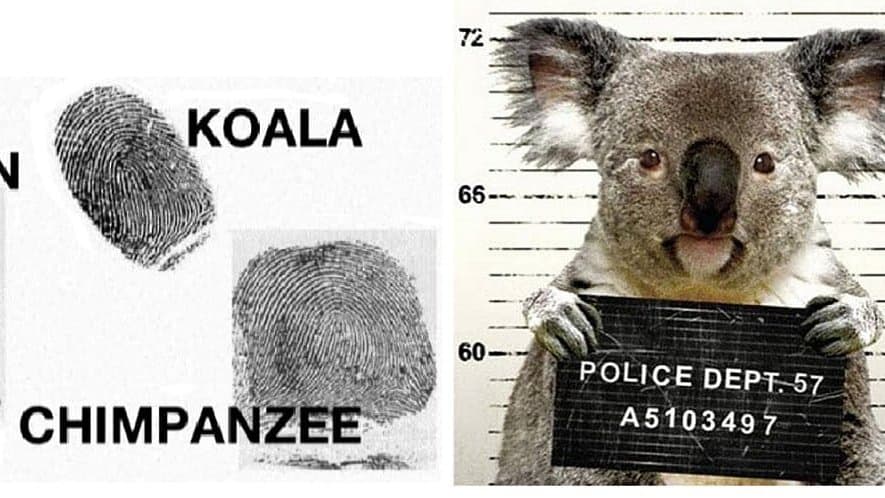 Do Koalas Have Fingerprints? and They Look Just Like Ours