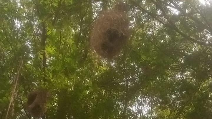 The Bird That Ties Knots for a Living , and Is Running Out of Thread.