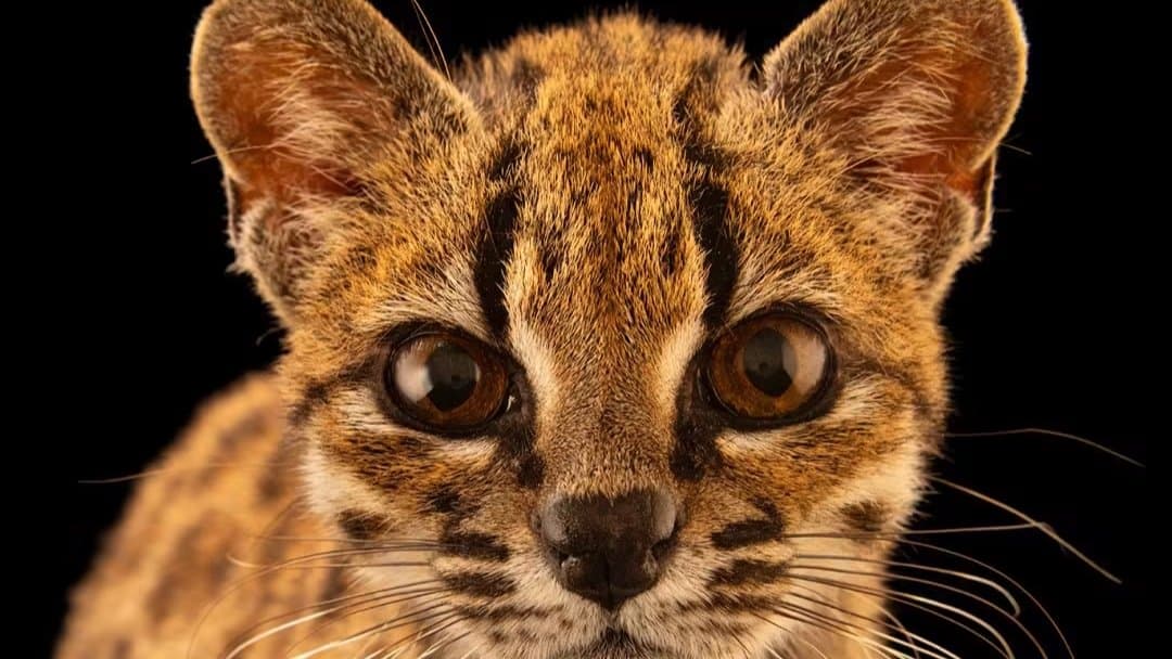 Meet the First New Cat Species Discovered in 100 Years: The Story of the Tilcayo Cat