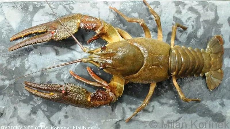 Crayfish Plague: The Molecular War Beneath Europe’s Fresh-waters
