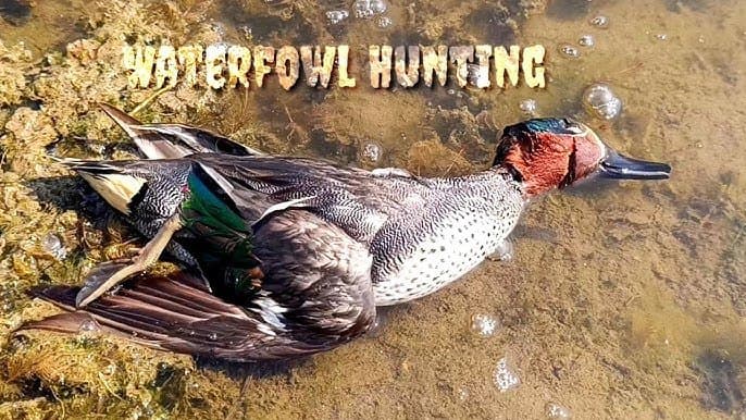 Water birds in Pakistan: Threats, Wetlands & Conservation | Wildlife Blog