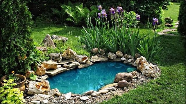 Miniature Ponds & Urban Wetlands: Why Biodiversity Needs Them