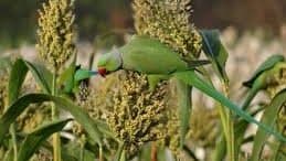 Bird Deterrent Methods That Actually Work: Habitat Modification for European Farms