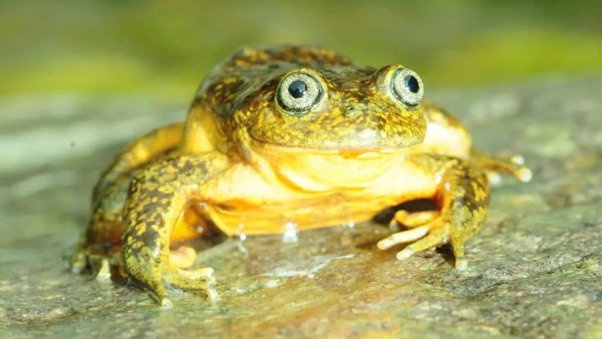 Things you'd know about Water Frog