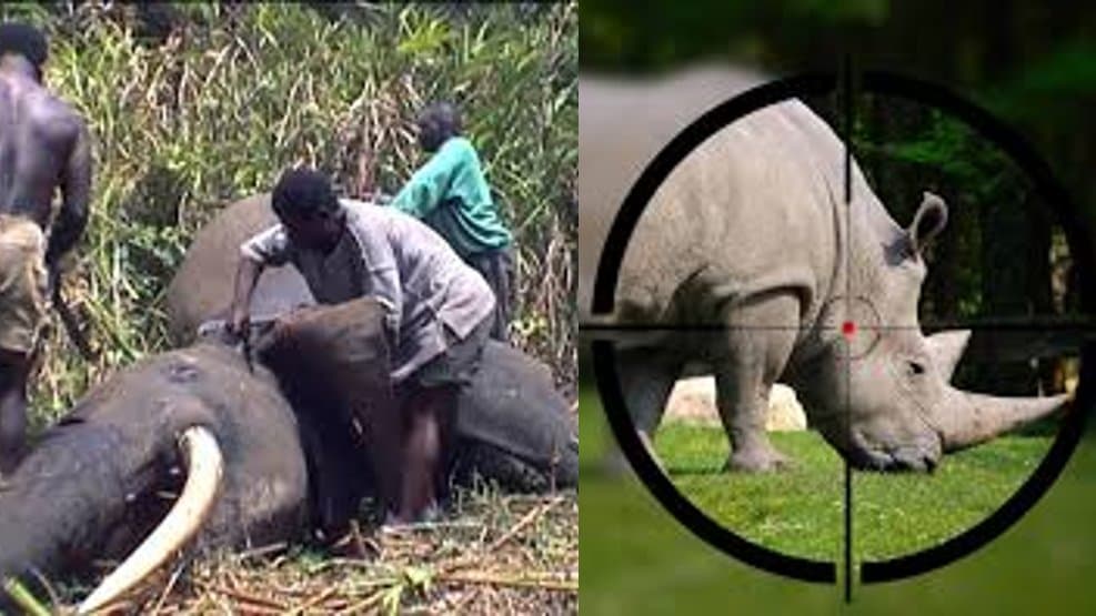 Tusks & Horns: The Story of Africa's Most Endangered Giants