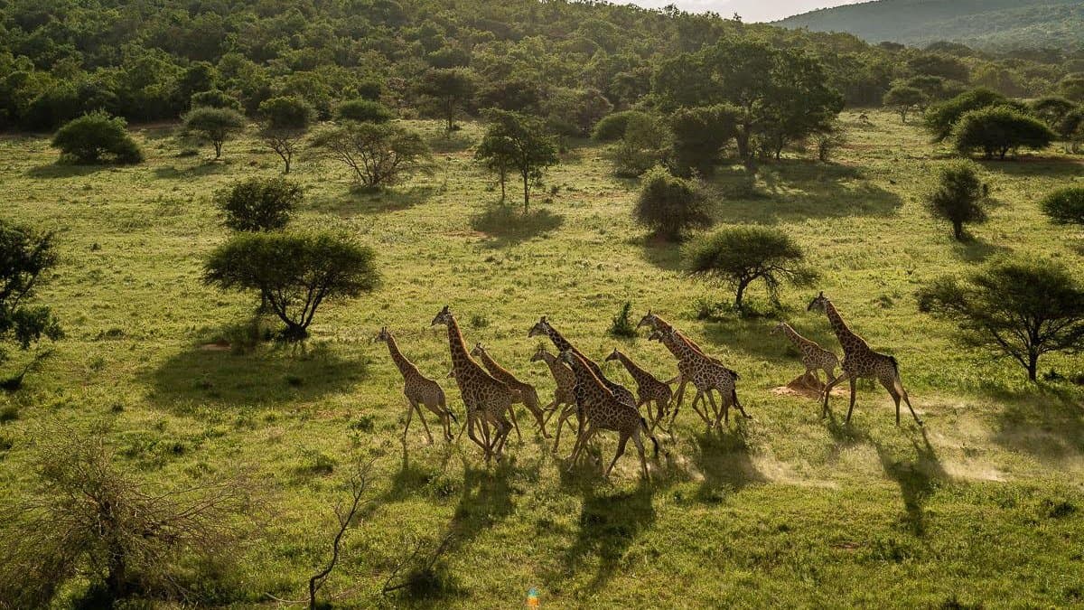 From Backyard to Biosphere: How Local Communities Drive Wildlife Conservation and Ecosystem Resilience