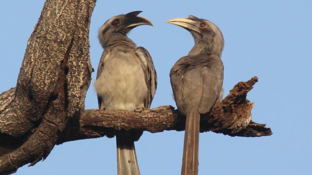 The Grey Hornbill: Nature’s Remarkable Story of Partnership and Survival