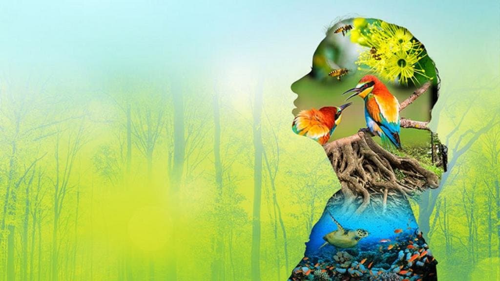 How Does Biodiversity Affect Ecosystem Function?
