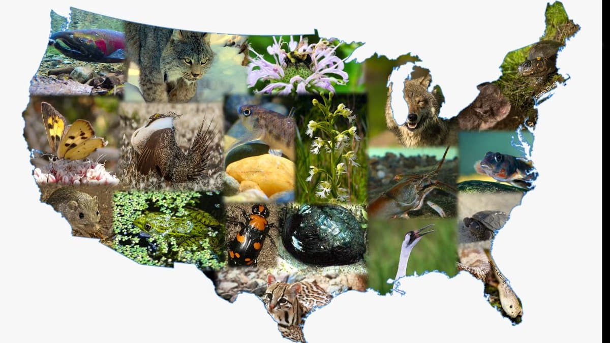 Biodiversity Loss in the United States: Statistics, Causes, and Impacts