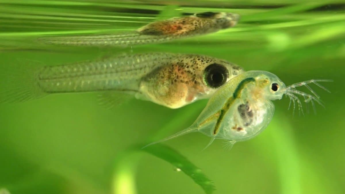 No Microfauna = No Fish: The Trophic Cascade in Inland Waters