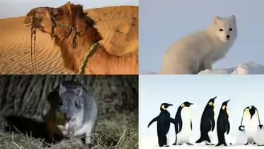 Survival Strategies of Mammals in America