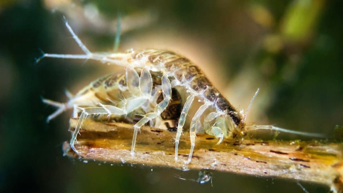 Why Aquatic Microfauna Are the Invisible Foundation of Freshwater Ecosystems