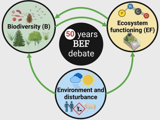 A Conceptual Framework to Integrate Biodiversity, Ecosystem Function, and Ecosystem Service Models