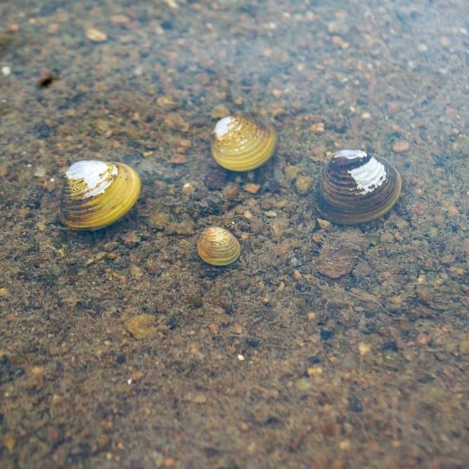 Why Water Bugs Matter to Australia's Freshwater Ecosystems